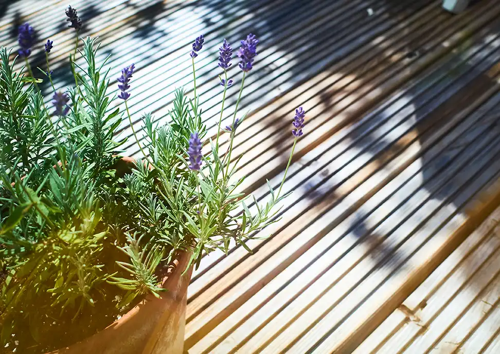Lavendel im Blumentopf auf Holzterrasse mit Riffelprofil